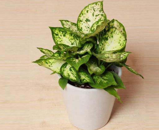 室內(nèi)最好養(yǎng)的植物排名,吊蘭最好養(yǎng),綠蘿可以預(yù)防輻射