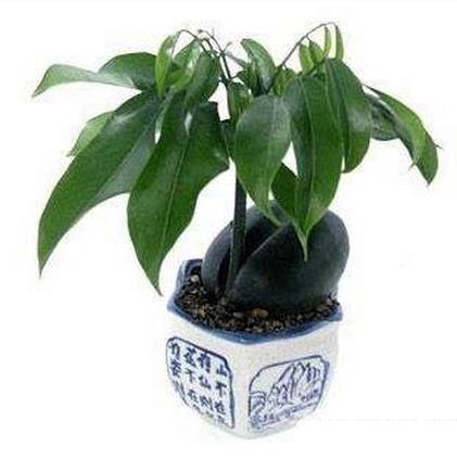 十種招財(cái)又旺宅的植物,發(fā)財(cái)樹(shù)能美化環(huán)境,紅運(yùn)當(dāng)頭代表鴻運(yùn)當(dāng)頭