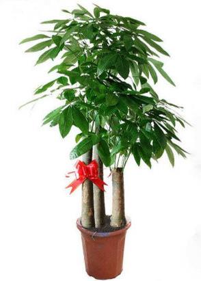 十種招財(cái)又旺宅的植物,發(fā)財(cái)樹(shù)能美化環(huán)境,紅運(yùn)當(dāng)頭代表鴻運(yùn)當(dāng)頭