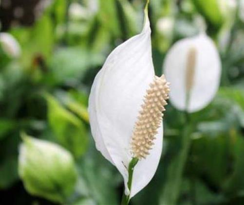 十種招財(cái)又旺宅的植物,發(fā)財(cái)樹(shù)能美化環(huán)境,紅運(yùn)當(dāng)頭代表鴻運(yùn)當(dāng)頭