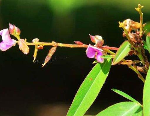 世界上最有趣的植物排名,面包樹營養(yǎng)豐富,生石花圓潤好看
