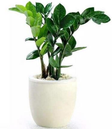 十種招財(cái)又旺宅的植物,發(fā)財(cái)樹(shù)能美化環(huán)境,紅運(yùn)當(dāng)頭代表鴻運(yùn)當(dāng)頭