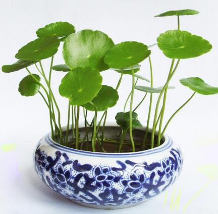 十種招財(cái)又旺宅的植物,發(fā)財(cái)樹(shù)能美化環(huán)境,紅運(yùn)當(dāng)頭代表鴻運(yùn)當(dāng)頭