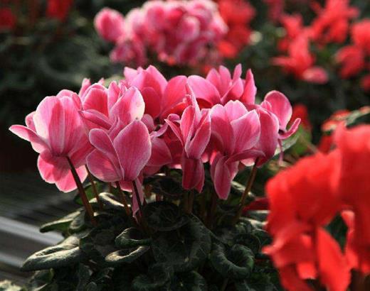 十種招財(cái)又旺宅的植物,發(fā)財(cái)樹(shù)能美化環(huán)境,紅運(yùn)當(dāng)頭代表鴻運(yùn)當(dāng)頭