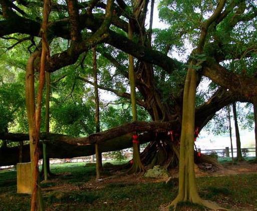 世界上最有趣的植物排名,面包樹營養(yǎng)豐富,生石花圓潤好看