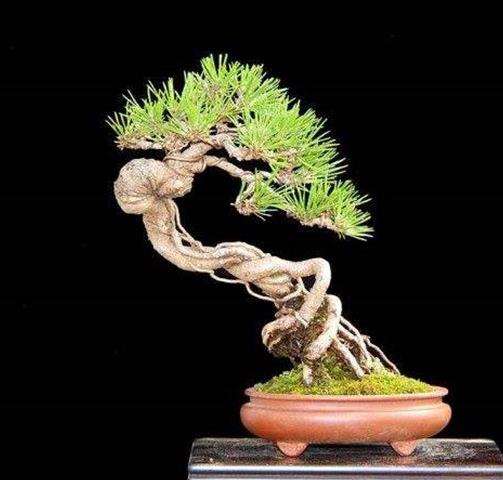 十種招財(cái)又旺宅的植物,發(fā)財(cái)樹(shù)能美化環(huán)境,紅運(yùn)當(dāng)頭代表鴻運(yùn)當(dāng)頭