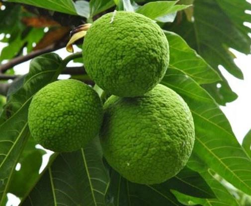 世界上最有趣的植物排名,面包樹營養(yǎng)豐富,生石花圓潤好看