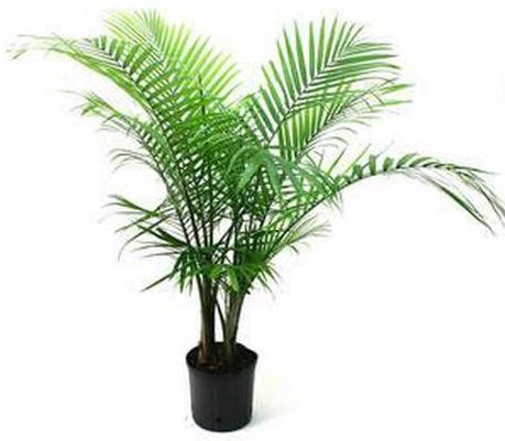 十大夜間釋放氧氣的植物排行,蘆薈能美化環(huán)境,仙人掌十分耐旱