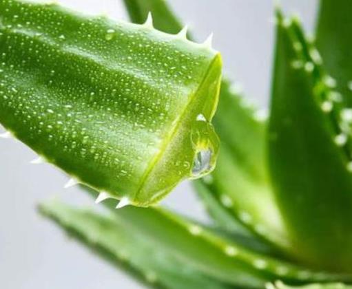 十大夜間釋放氧氣的植物排行,蘆薈能美化環(huán)境,仙人掌十分耐旱
