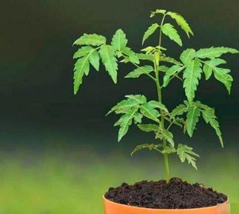 十大夜間釋放氧氣的植物排行,蘆薈能美化環(huán)境,仙人掌十分耐旱