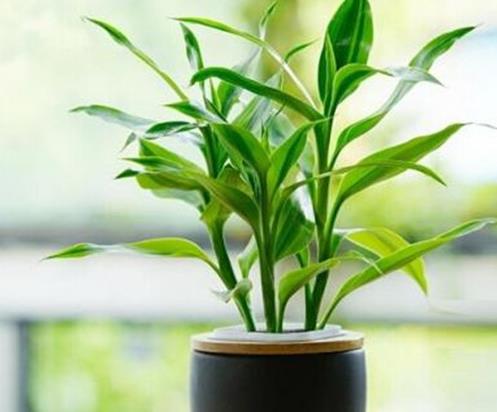 十大室內(nèi)最好養(yǎng)的植物排名,蘆薈能祛疤,吊蘭可以過(guò)濾空氣