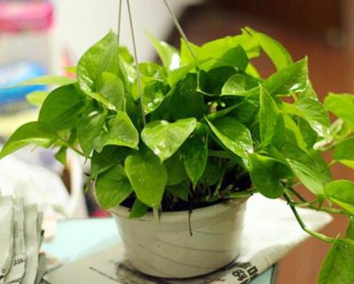 十大室內(nèi)最好養(yǎng)的植物排名,蘆薈能祛疤,吊蘭可以過(guò)濾空氣