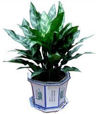 十大室內(nèi)最好養(yǎng)的植物排名,蘆薈能祛疤,吊蘭可以過(guò)濾空氣