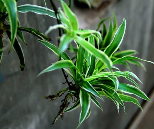 十大室內(nèi)最好養(yǎng)的植物排名,蘆薈能祛疤,吊蘭可以過(guò)濾空氣
