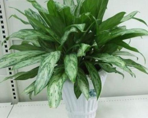 十大室內(nèi)最好養(yǎng)的植物排名,蘆薈能祛疤,吊蘭可以過(guò)濾空氣