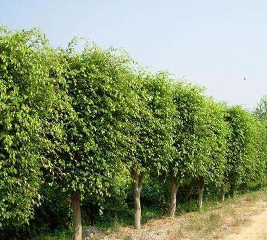 十大防輻射的植物排行,蘆薈吸收甲醛很強(qiáng),吊蘭是“空氣凈化器”