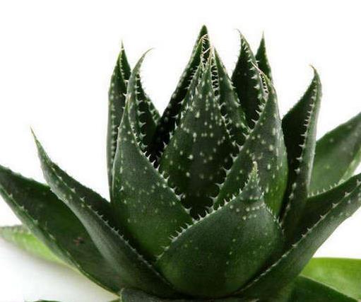 十大室內(nèi)最好養(yǎng)的植物排名,蘆薈能祛疤,吊蘭可以過(guò)濾空氣