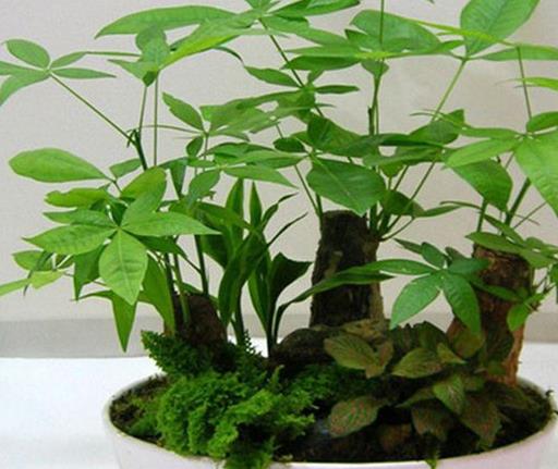 十大室內(nèi)最好養(yǎng)的植物排名,蘆薈能祛疤,吊蘭可以過(guò)濾空氣