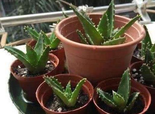 十大防輻射的植物排行,蘆薈吸收甲醛很強(qiáng),吊蘭是“空氣凈化器”