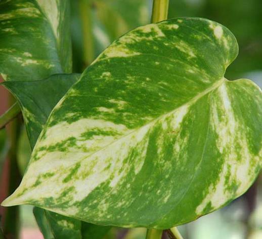 十大能吸甲醛的植物排名,蘆薈可以解毒,常春藤適應(yīng)性強(qiáng)