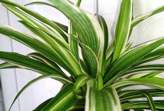 十大能吸甲醛的植物排名,蘆薈可以解毒,常春藤適應(yīng)性強(qiáng)