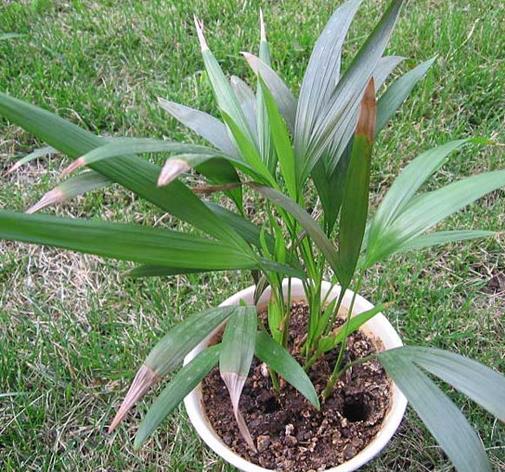 十大能吸甲醛的植物排名,蘆薈可以解毒,常春藤適應(yīng)性強(qiáng)