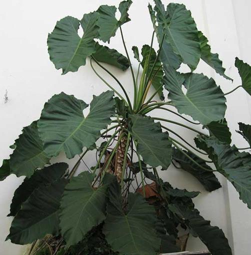 十大能吸甲醛的植物排名,蘆薈可以解毒,常春藤適應(yīng)性強(qiáng)