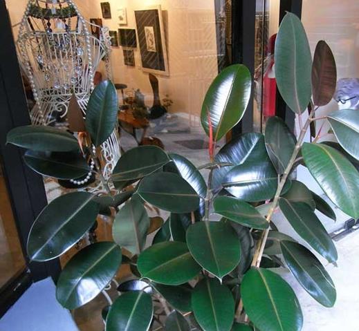 十大能吸甲醛的植物排名,蘆薈可以解毒,常春藤適應(yīng)性強(qiáng)