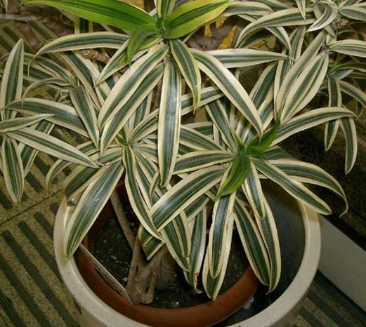 十大能吸甲醛的植物排名,蘆薈可以解毒,常春藤適應(yīng)性強(qiáng)