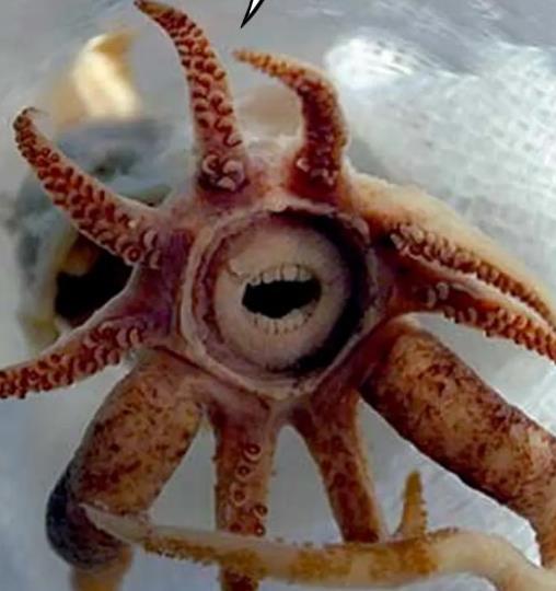 世界十大最丑海洋生物,儒艮、雪茄達(dá)摩鯊長相奇特