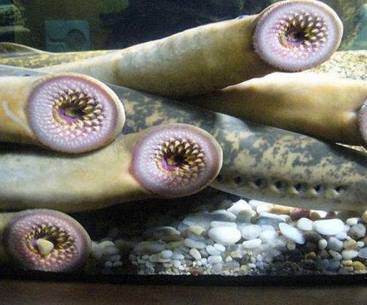 世界十大最丑海洋生物,儒艮、雪茄達(dá)摩鯊長相奇特