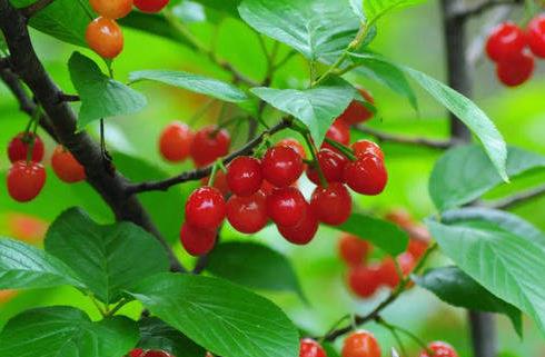 河南鄭州特產(chǎn)排行榜,新鄭紅棗、嵩山石花茶方便攜帶