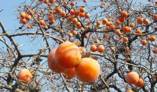河南鄭州特產(chǎn)排行榜,新鄭紅棗、嵩山石花茶方便攜帶