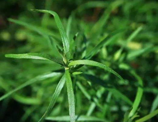 世界十大頂級(jí)香料排名,藏紅花、香子蘭令人癡迷不已