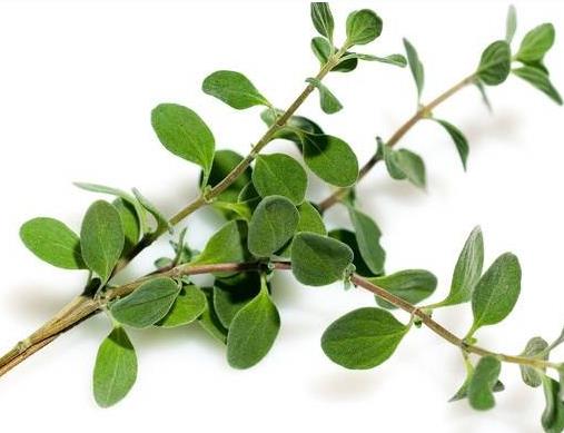 世界十大頂級(jí)香料排名,藏紅花、香子蘭令人癡迷不已