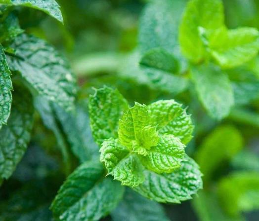 世界十大頂級(jí)香料排名,藏紅花、香子蘭令人癡迷不已