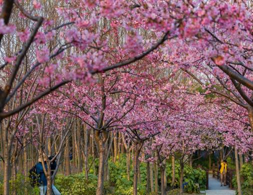 上海十大冬季旅游好去處,上海迪士尼樂園、豫園讓你玩得盡興