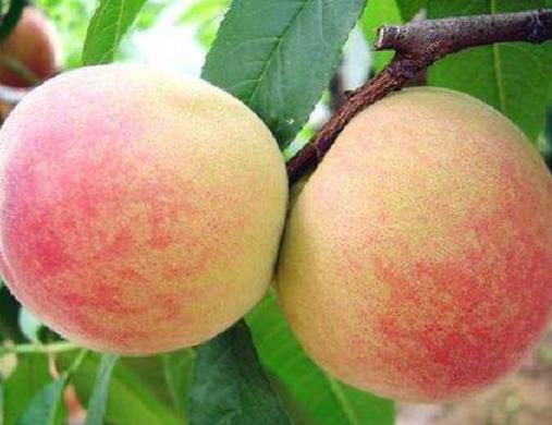 無(wú)錫十大美食排名榜,無(wú)錫小籠包味鮮不膩、無(wú)錫排骨老少皆宜