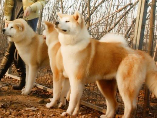世界上最貴的十種狗,捷克狼犬體型似狼、藏獒領(lǐng)地意識(shí)強(qiáng)