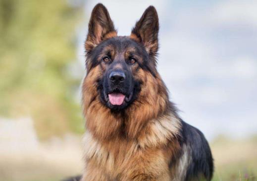 十大搜救犬品種排名,德國牧羊犬敏捷好動、邊境牧羊犬智商高