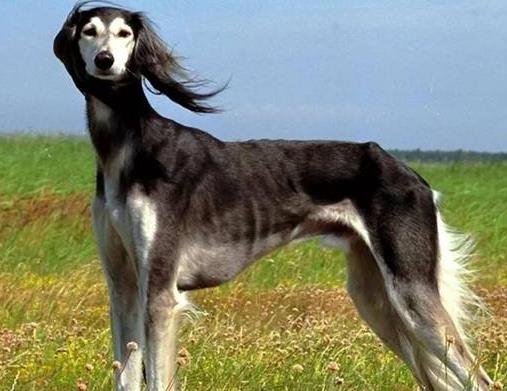 世界上最貴的十種狗,捷克狼犬體型似狼、藏獒領(lǐng)地意識(shí)強(qiáng)