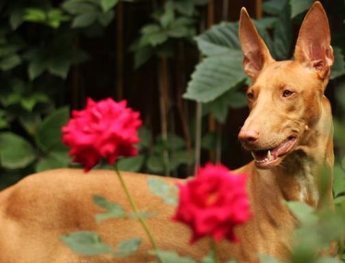 世界上最貴的十種狗,捷克狼犬體型似狼、藏獒領(lǐng)地意識(shí)強(qiáng)