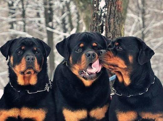 世界上最貴的十種狗,捷克狼犬體型似狼、藏獒領(lǐng)地意識(shí)強(qiáng)