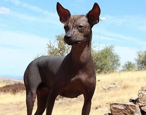 世界上最貴的十種狗,捷克狼犬體型似狼、藏獒領(lǐng)地意識(shí)強(qiáng)