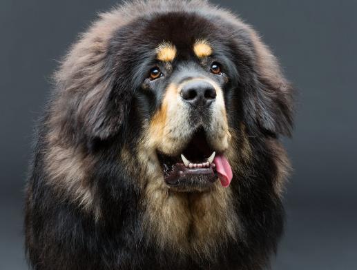 世界上最貴的十種狗,捷克狼犬體型似狼、藏獒領(lǐng)地意識(shí)強(qiáng)