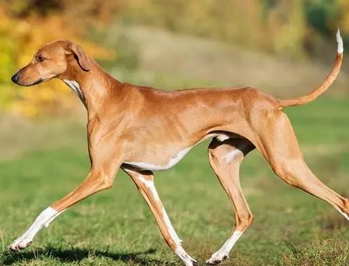 世界上最貴的十種狗,捷克狼犬體型似狼、藏獒領(lǐng)地意識(shí)強(qiáng)