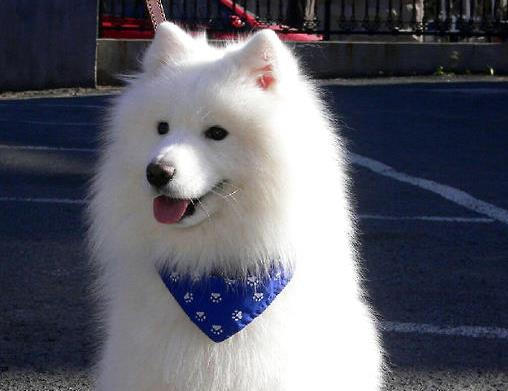 世界上最貴的十種狗,捷克狼犬體型似狼、藏獒領(lǐng)地意識(shí)強(qiáng)
