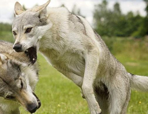 世界上最貴的十種狗,捷克狼犬體型似狼、藏獒領(lǐng)地意識(shí)強(qiáng)