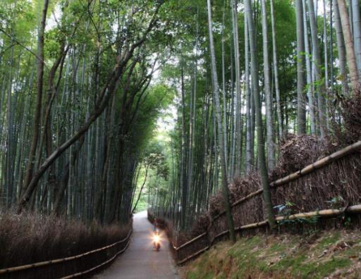 全球最美叢林排行榜,亞馬遜熱帶雨林、彎彎林令無數(shù)人為之神往