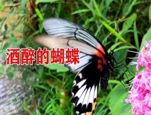 2020十大熱門(mén)歌曲排名,酒醉的蝴蝶又土又火,Mojito火遍全網(wǎng)